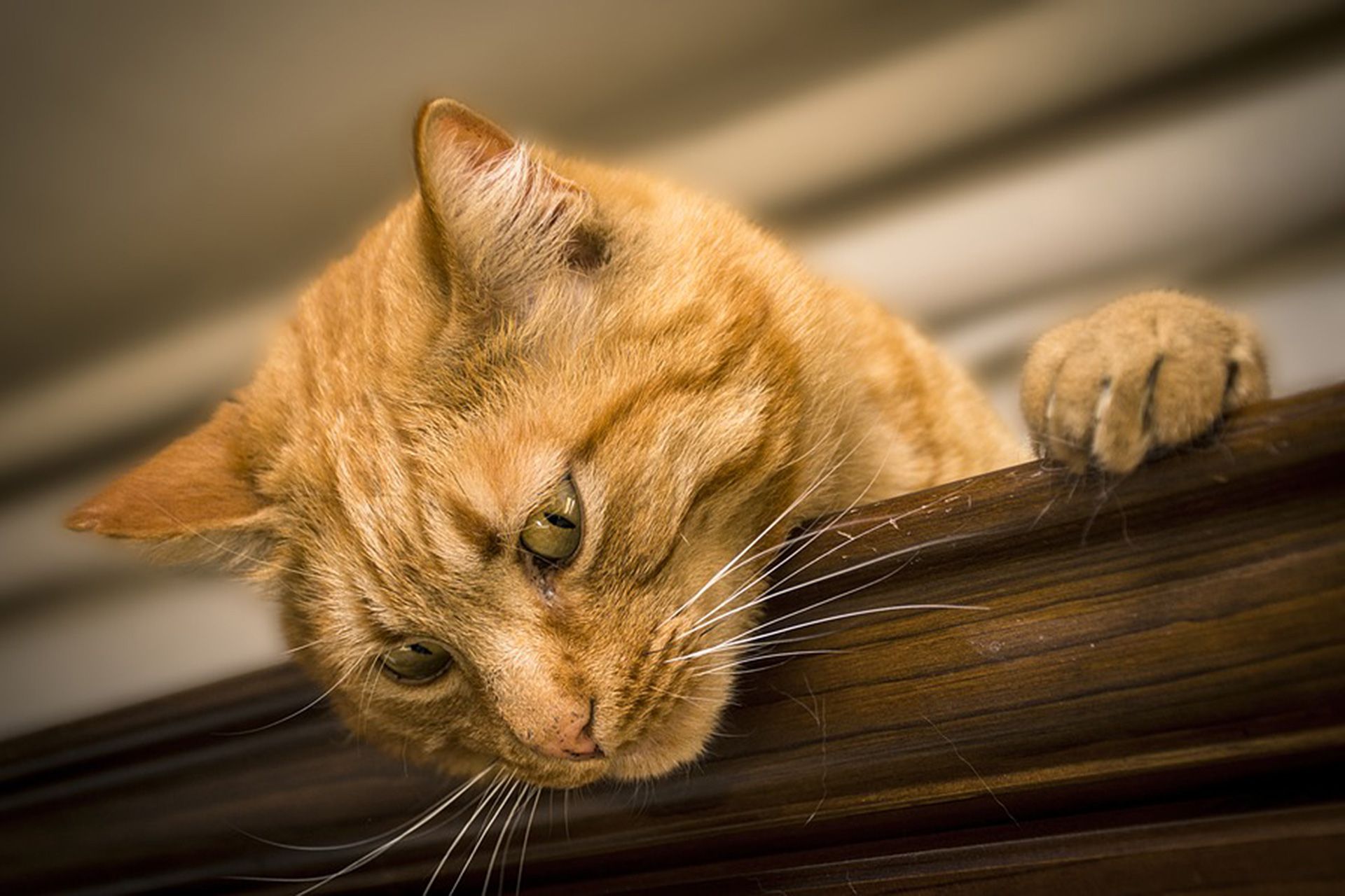 Кот в квартире: практические советы для владельцев