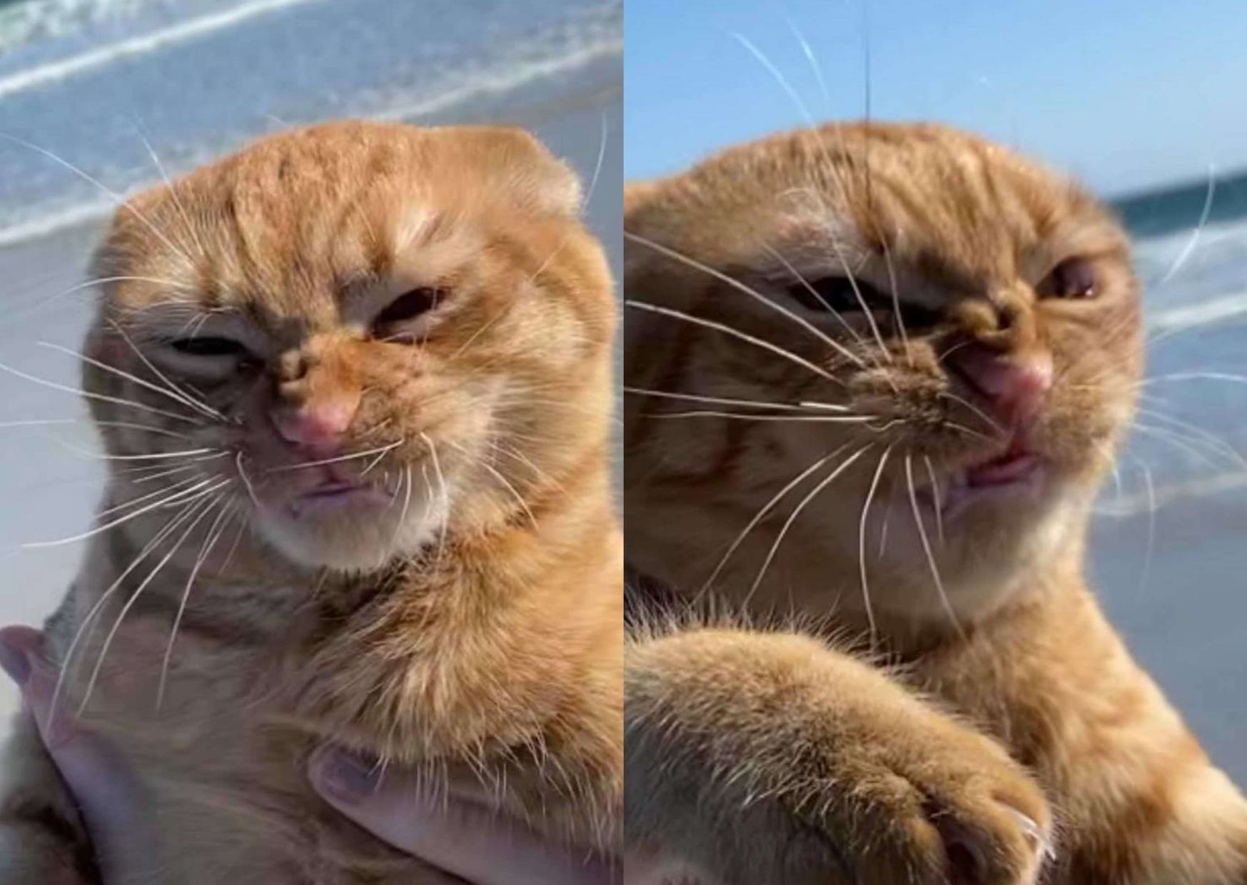 Кот, который ненавидит пляж: забавные фото Кот, который ненавидит пляж: забавные фото