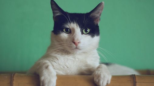 Сьогодні святкують День кота: добірка популярних інстаграм-котиків України й світу 
