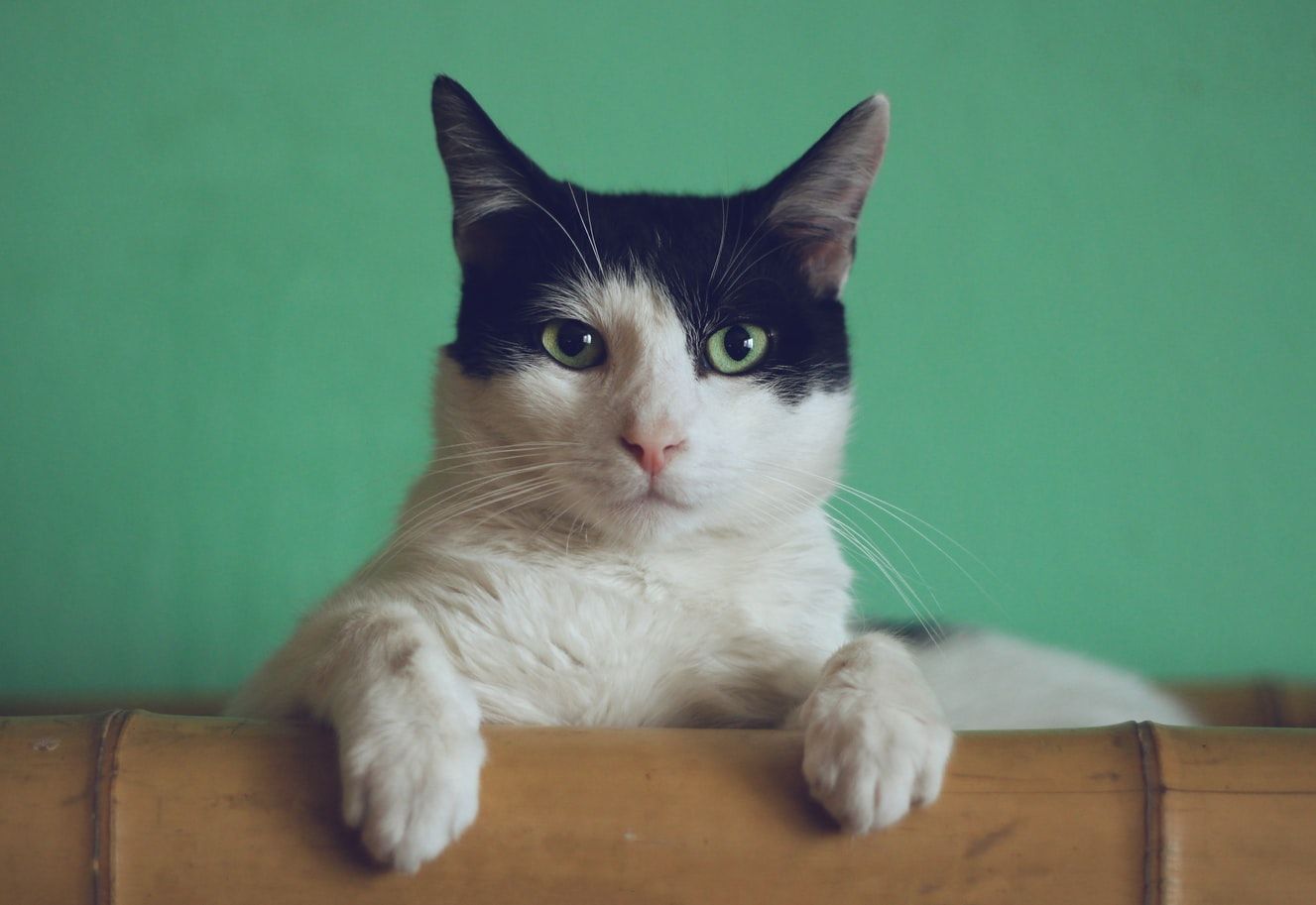День кота: подборка популярных котов в инстаграме