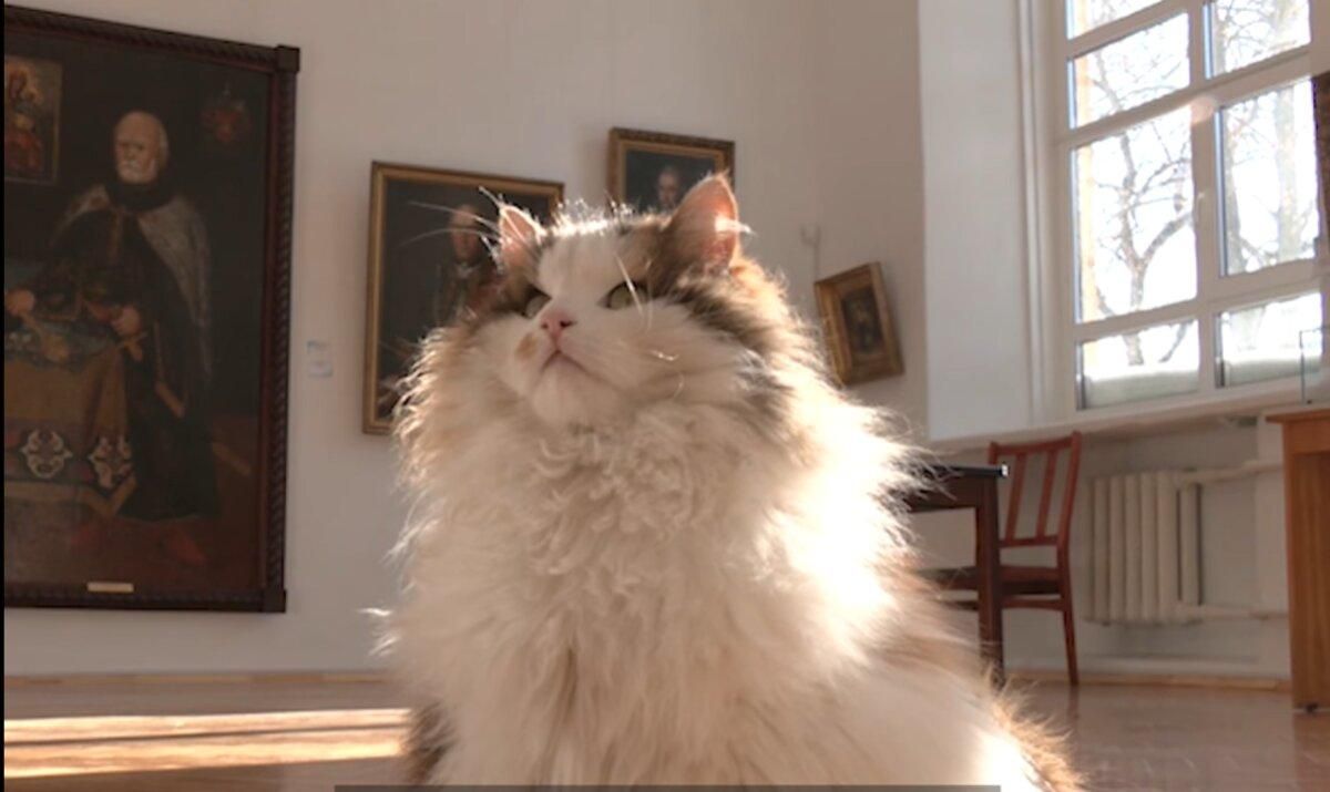 Які коти живуть в музеях Чернігова: цікаве відео