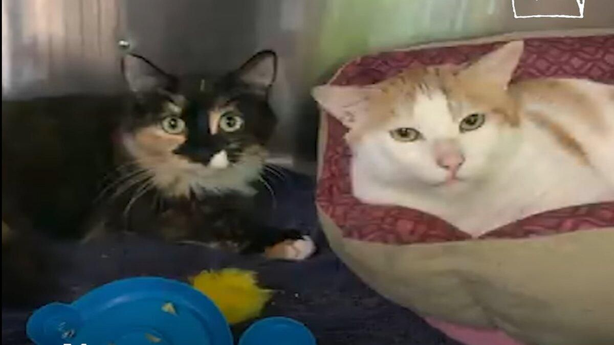 6 лап на двоих: коты из приюта стали лучшими друзьями 6 лап на двоих: коты из приюта стали лучшими друзьями