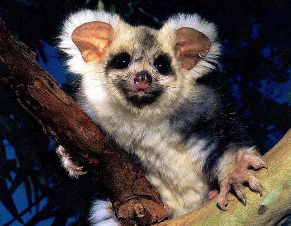 Гигантский поссум: животное, которое летает без крыльев Гигантский поссум: животное, которое летает без крыльев