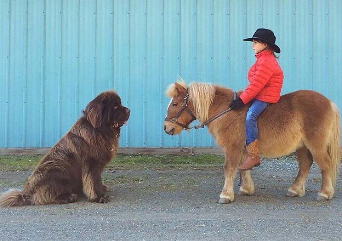 10 собак, які не розуміють наскільки вони великі
