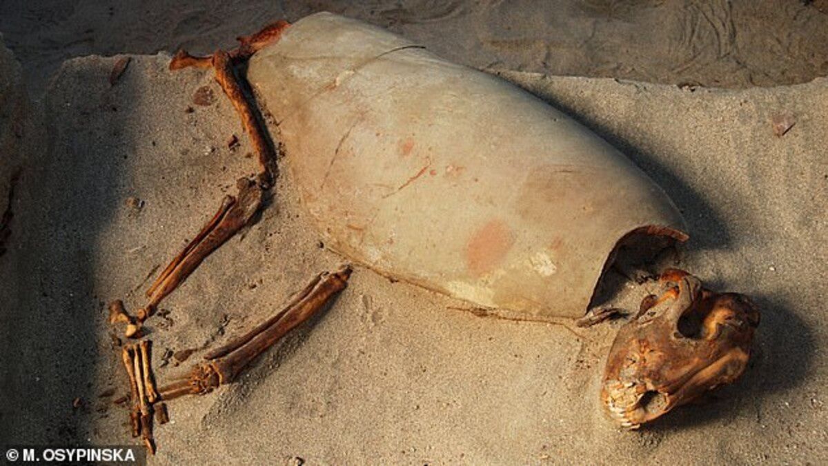 Найстаріше кладовище домашніх тварин знайшли у Єгипті