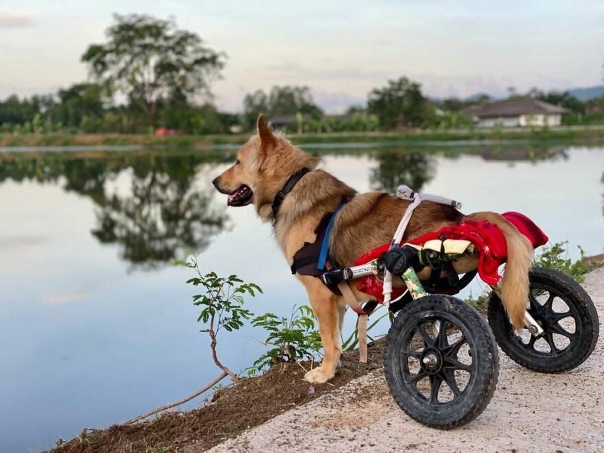 Приют для собак с инвалидностью в Таиланде: трогательные фото