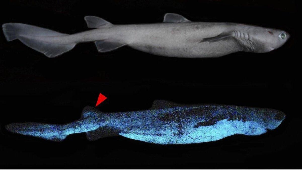 Возле Новой Зеландии нашли акул, которые светятся в темноте