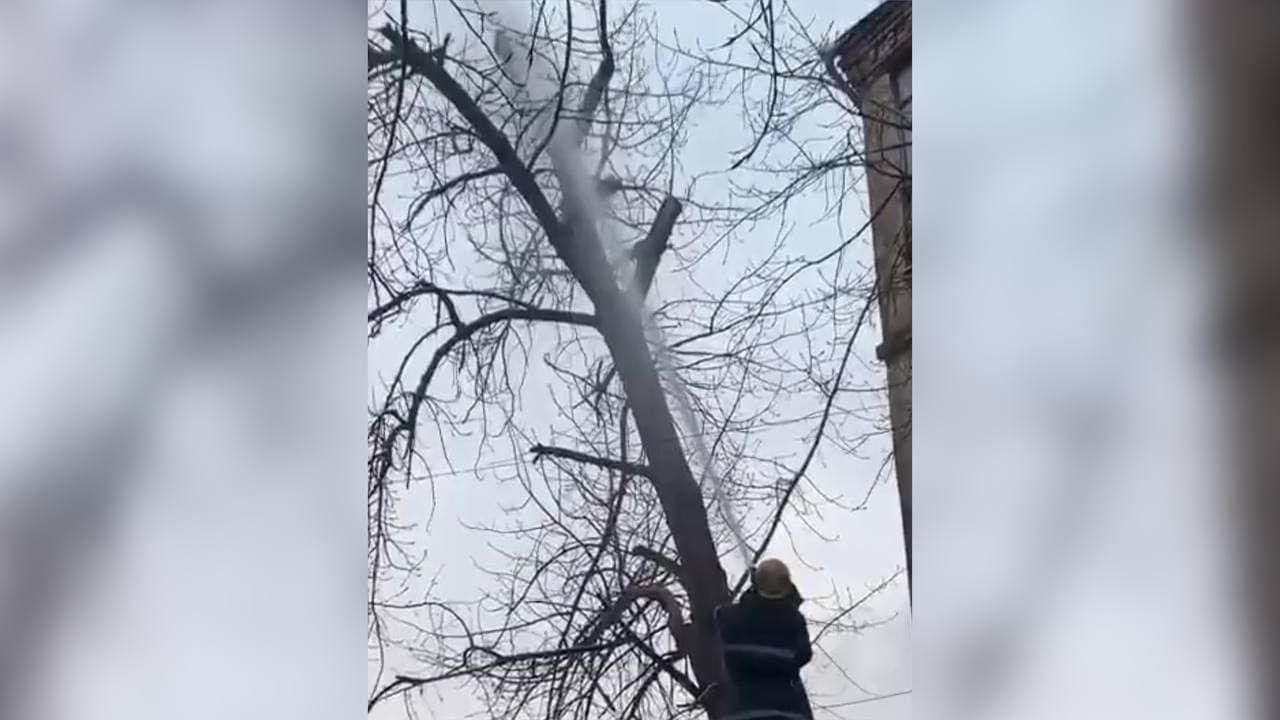 У Кривому Розі кішку збили з дерева струменем води: що сталося У Кривому Розі кішку збили з дерева струменем води: що сталося