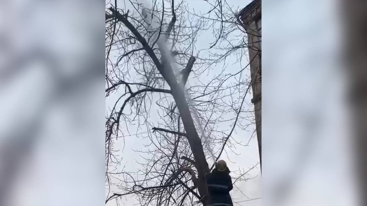 В Кривом Роге кошку сбили с дерева струей воды: что произошло