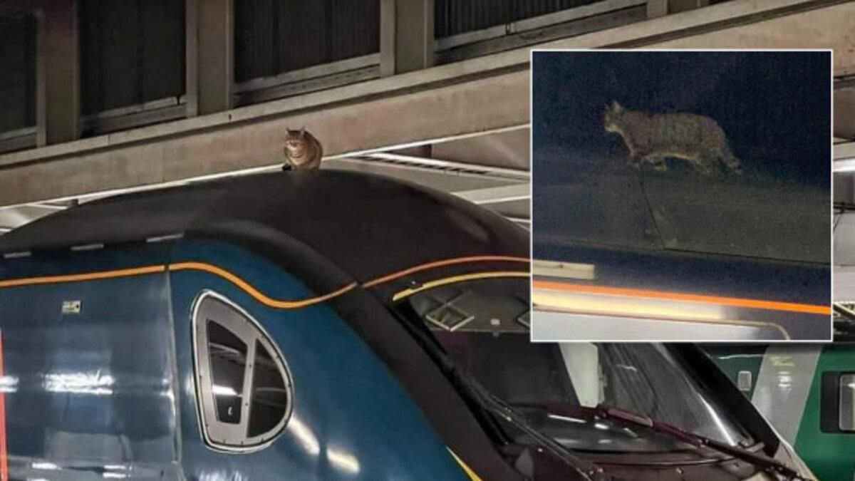 В Великобритании кот задержал поезд на 2,5 часа
