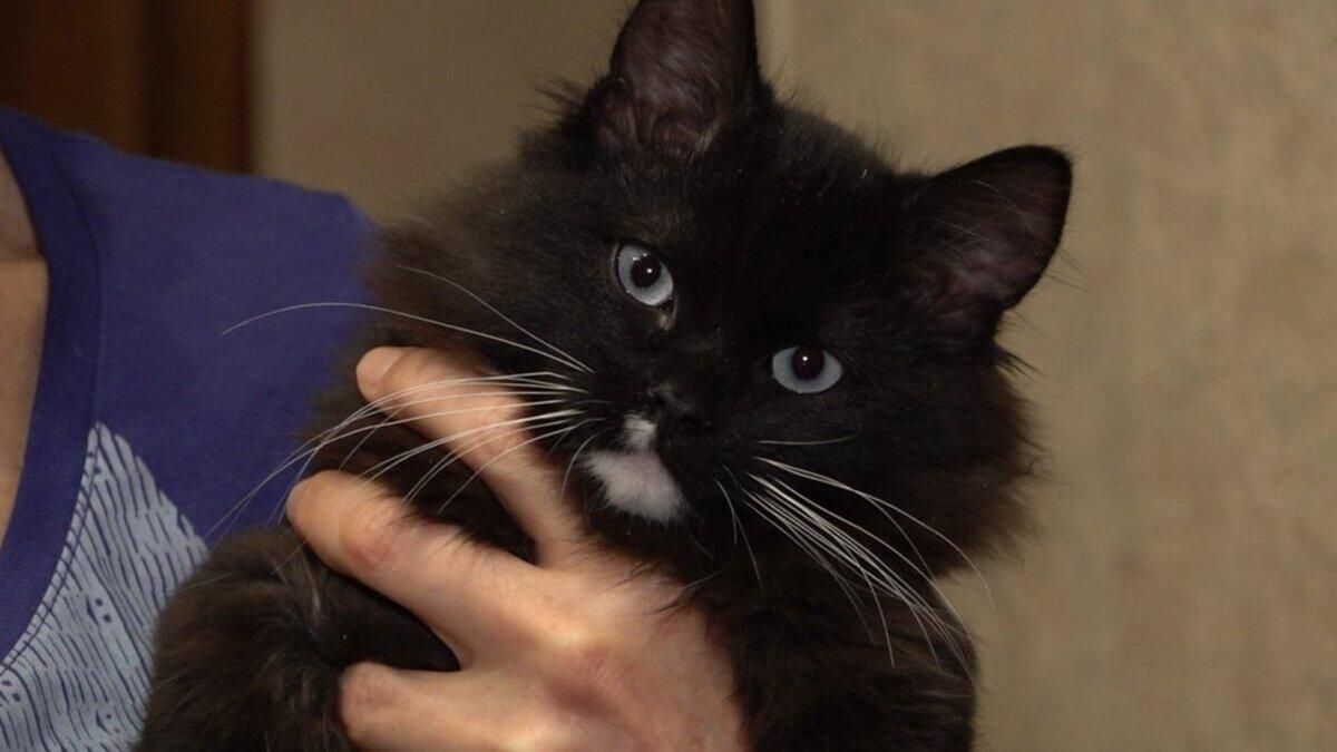 У Черкасах виводять нову породу котів: фото У Черкасах виводять нову породу котів: фото