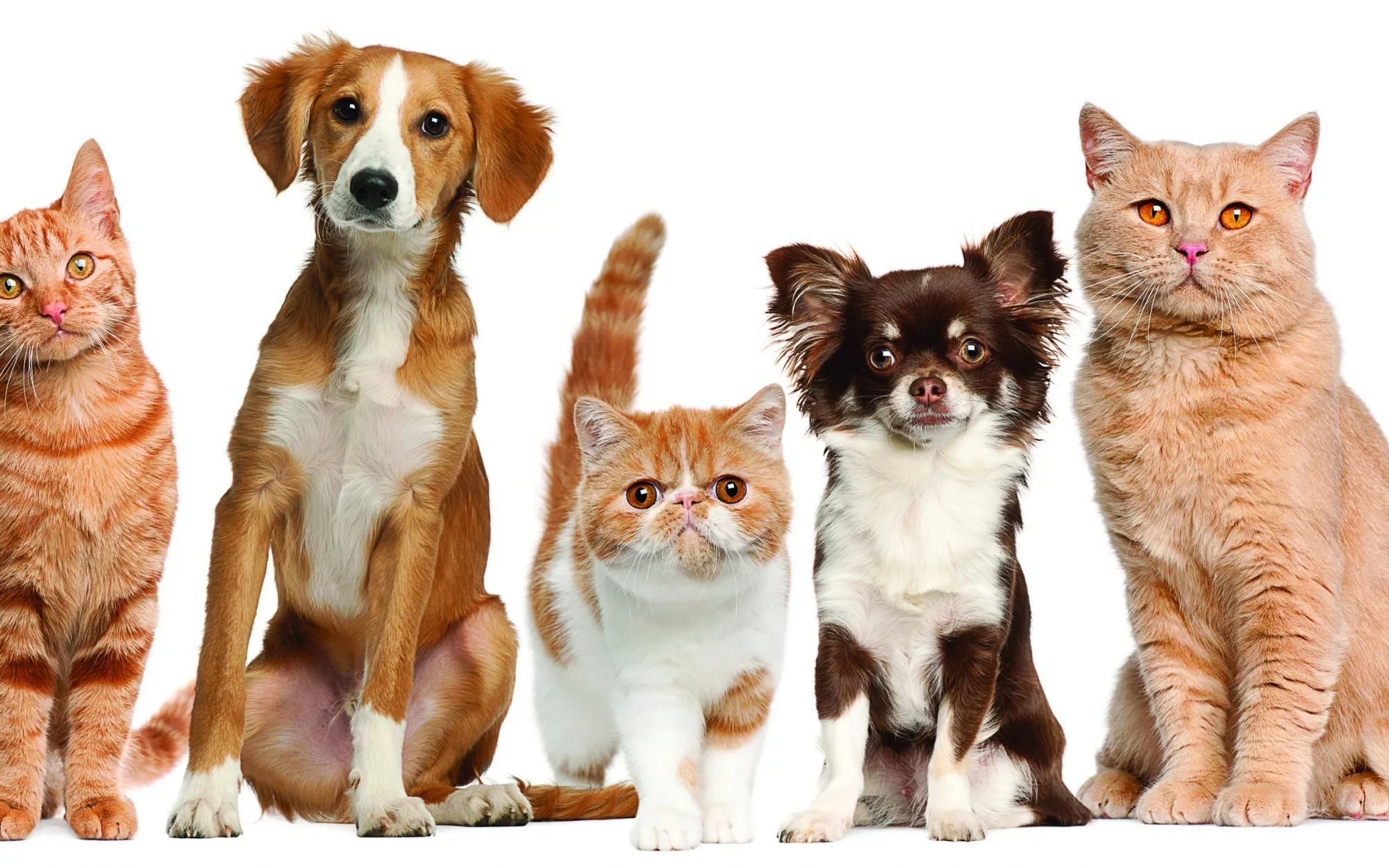 Бесплатная стерилизация животных: UAnimals запускает проект Бесплатная стерилизация животных: UAnimals запускает проект