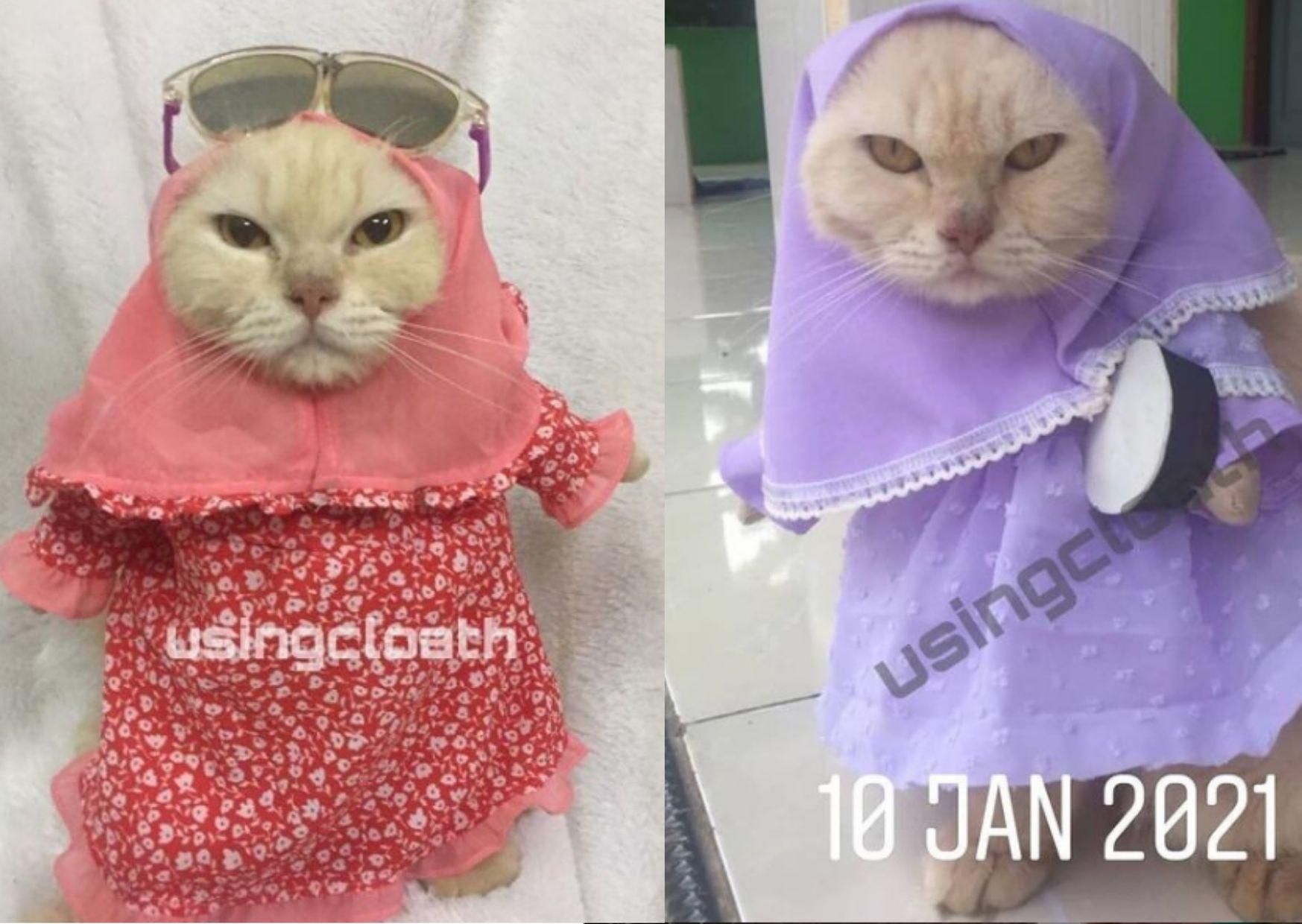 Кошки в хиджабах покорили сеть: фото