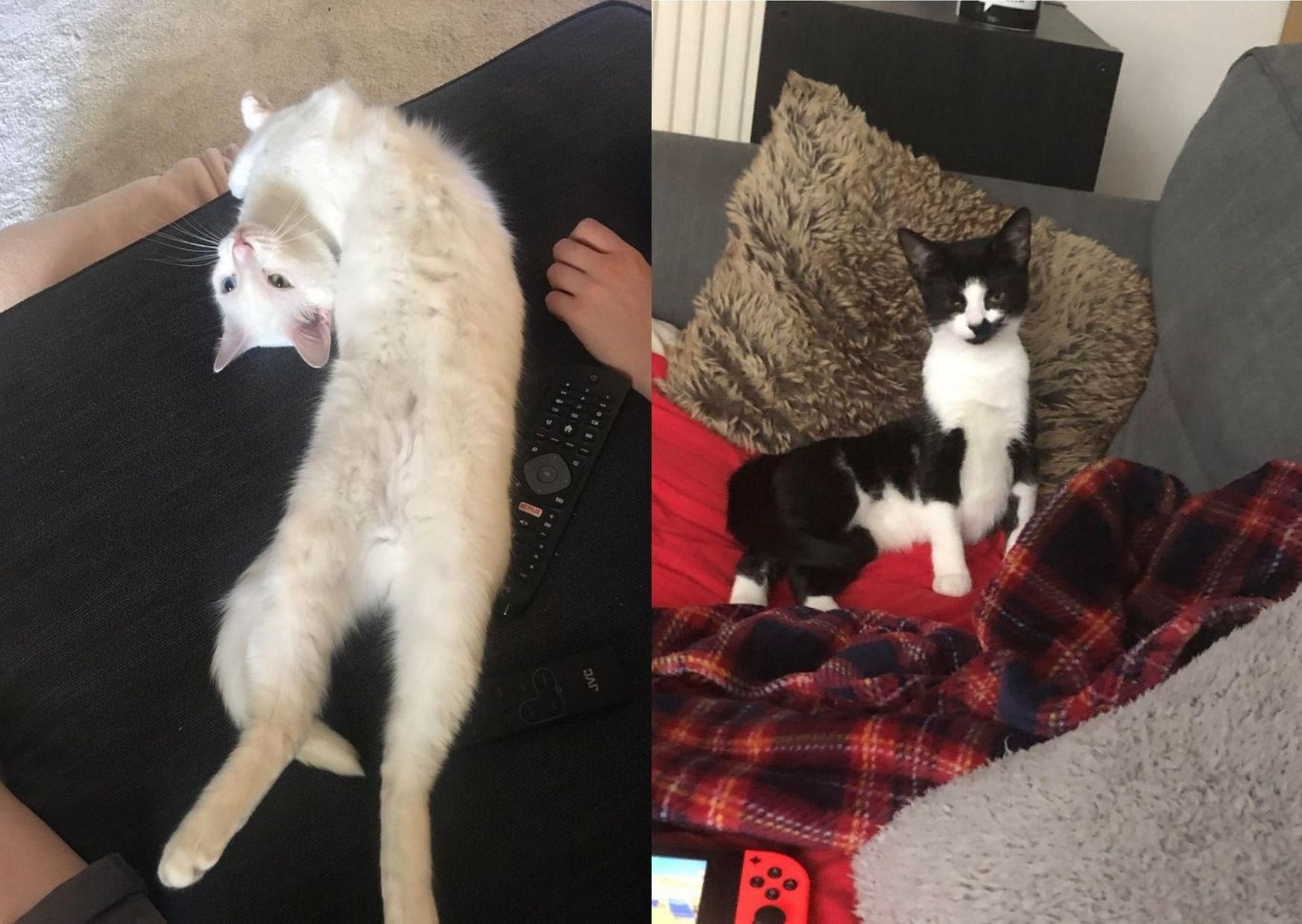 Смешные фото котов, которые нарушают законы физики Смешные фото котов, которые нарушают законы физики