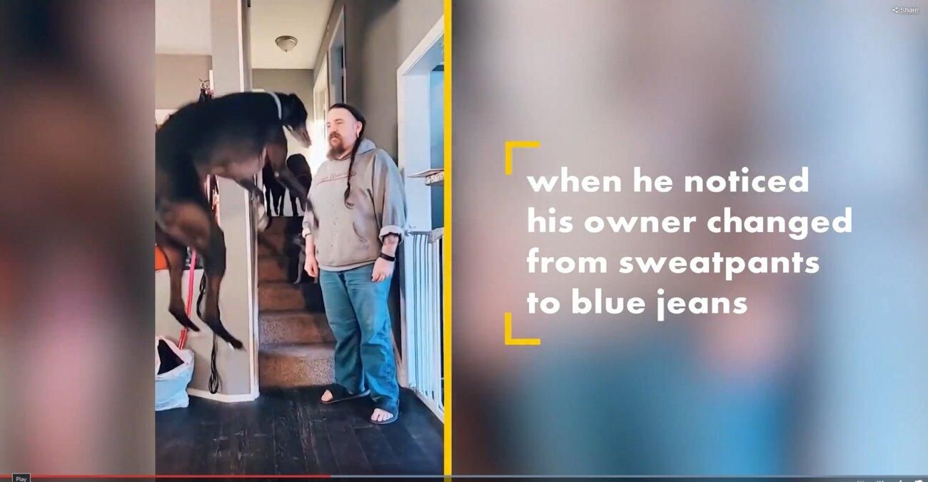 Собака радіє, що власник одягнув штани: кумедне відео Собака радіє, що власник одягнув штани: кумедне відео