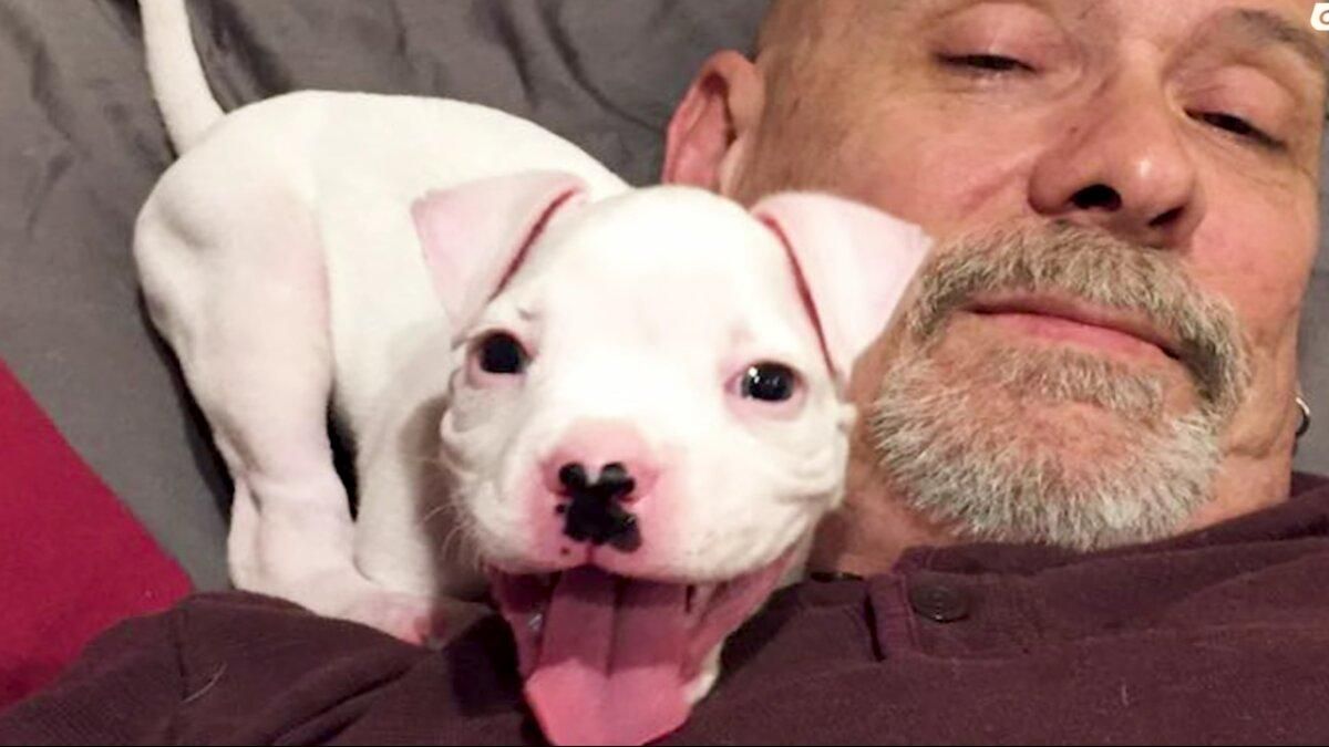 Щасливий пес, який має 2 лапи: зворушлива історія Щасливий пес, який має 2 лапи: зворушлива історія