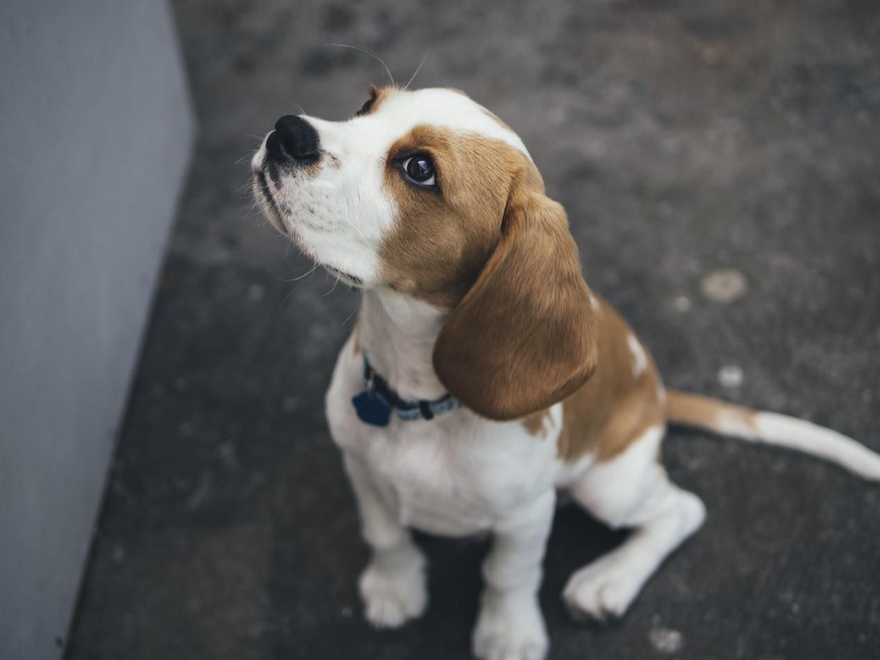 Бігль собака: опис породи, її характер, фото та ціна