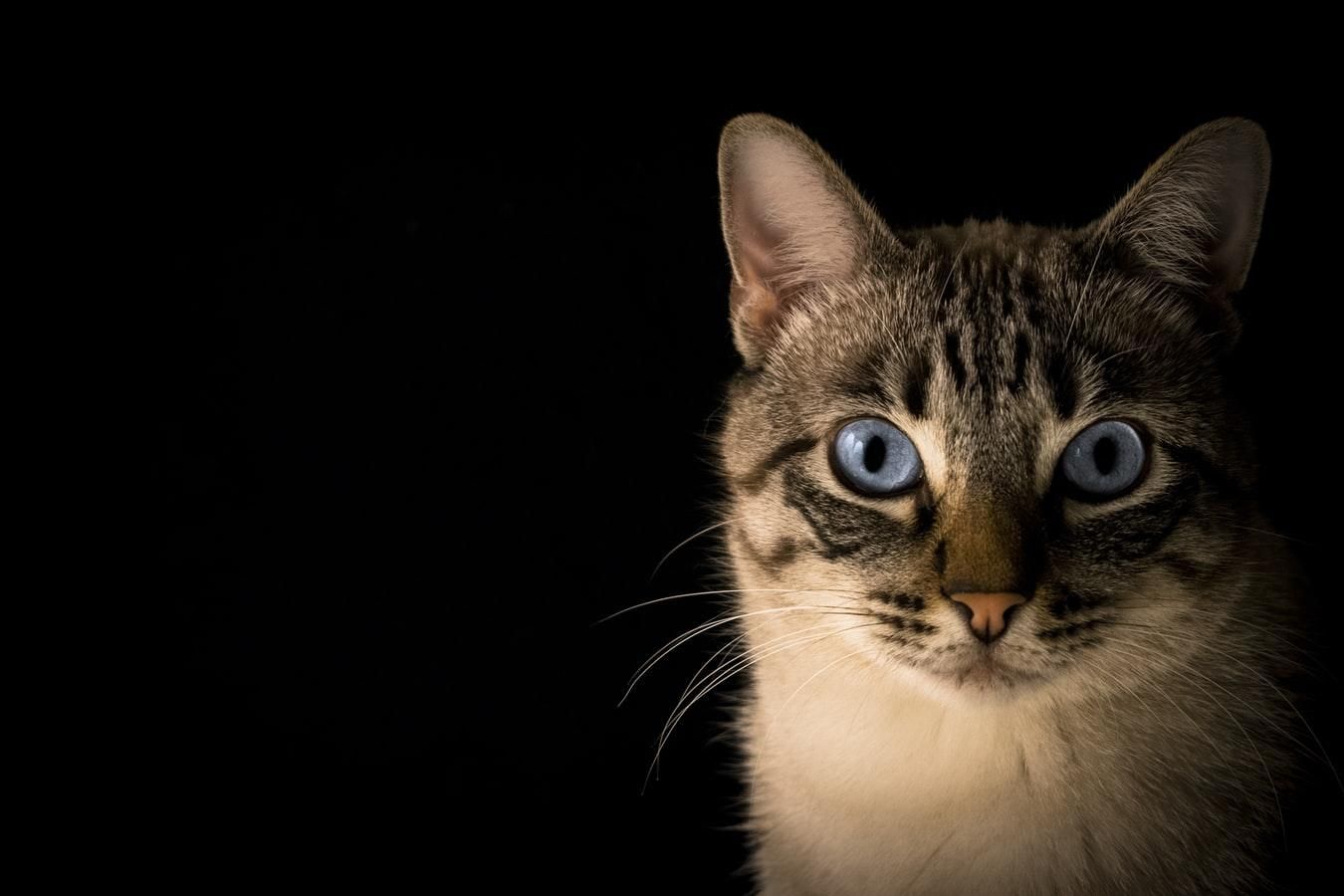 Чи розуміють коти людську мову: пояснення вчених
