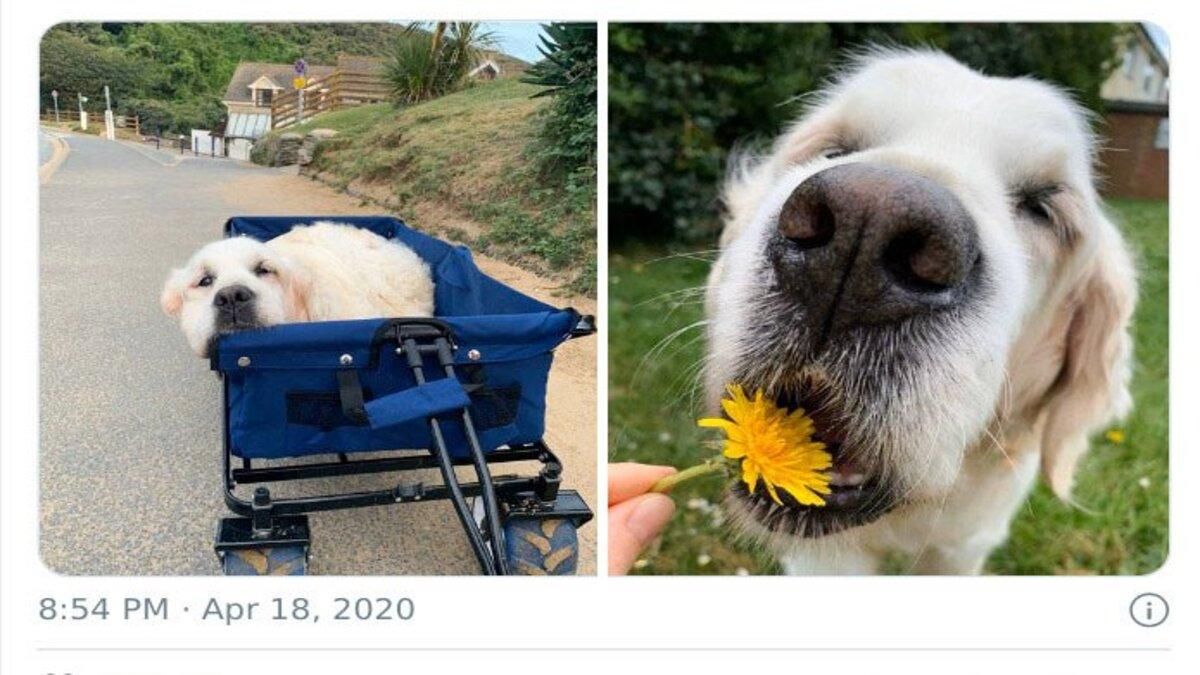 Власники попросили оцінити кумедні фото своїх собак
