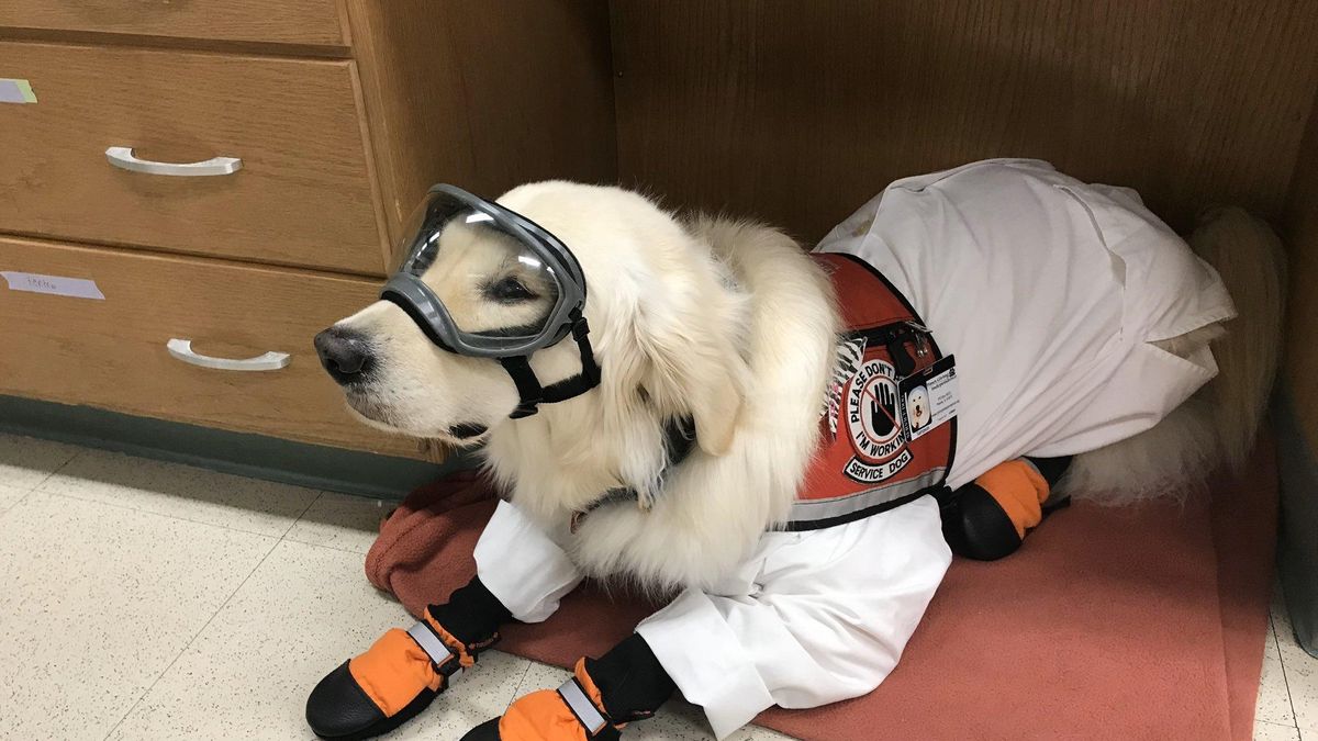 У США собака працює в науковій лабораторії: фото, відео