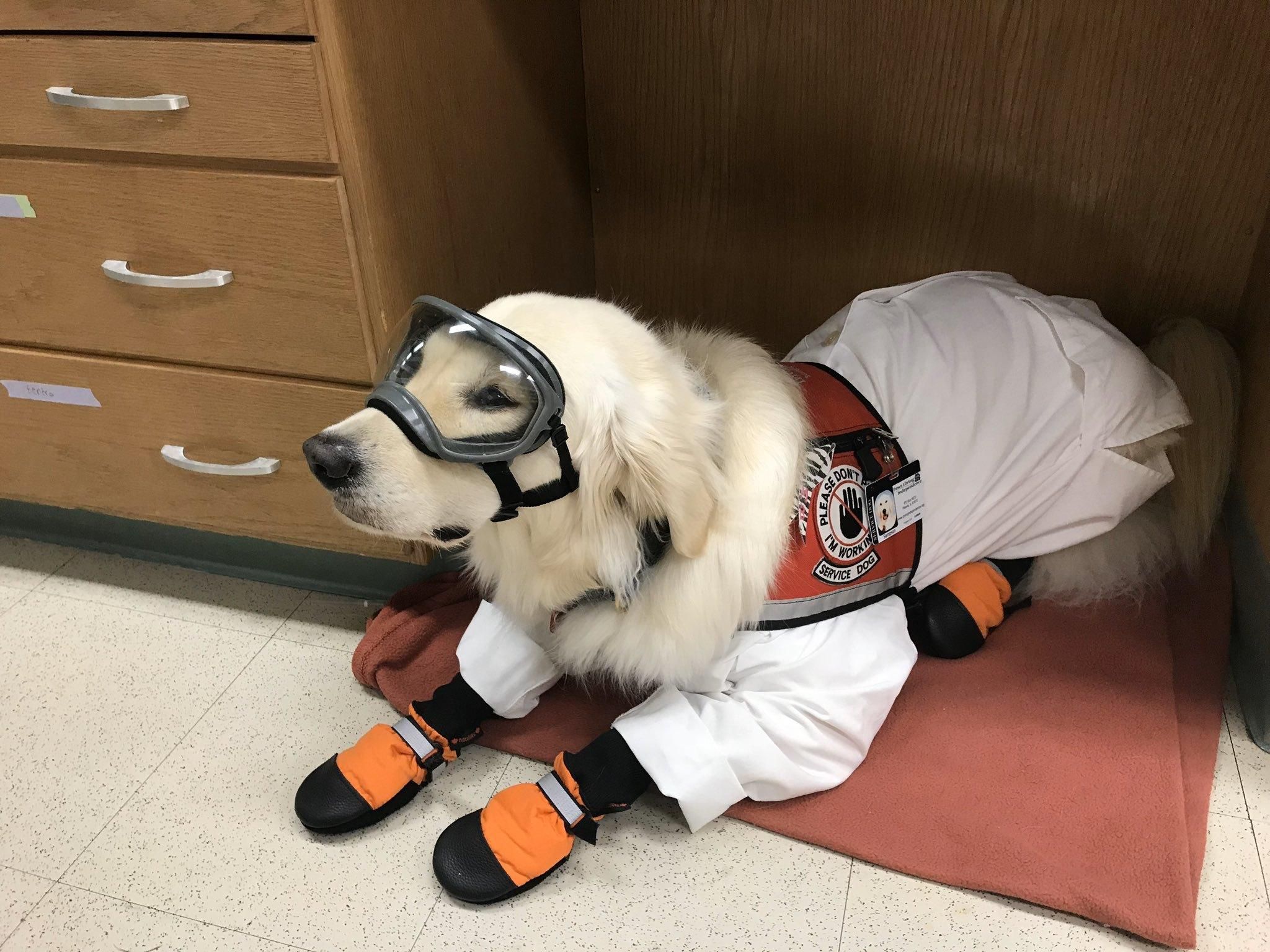 У США собака працює в науковій лабораторії: фото, відео