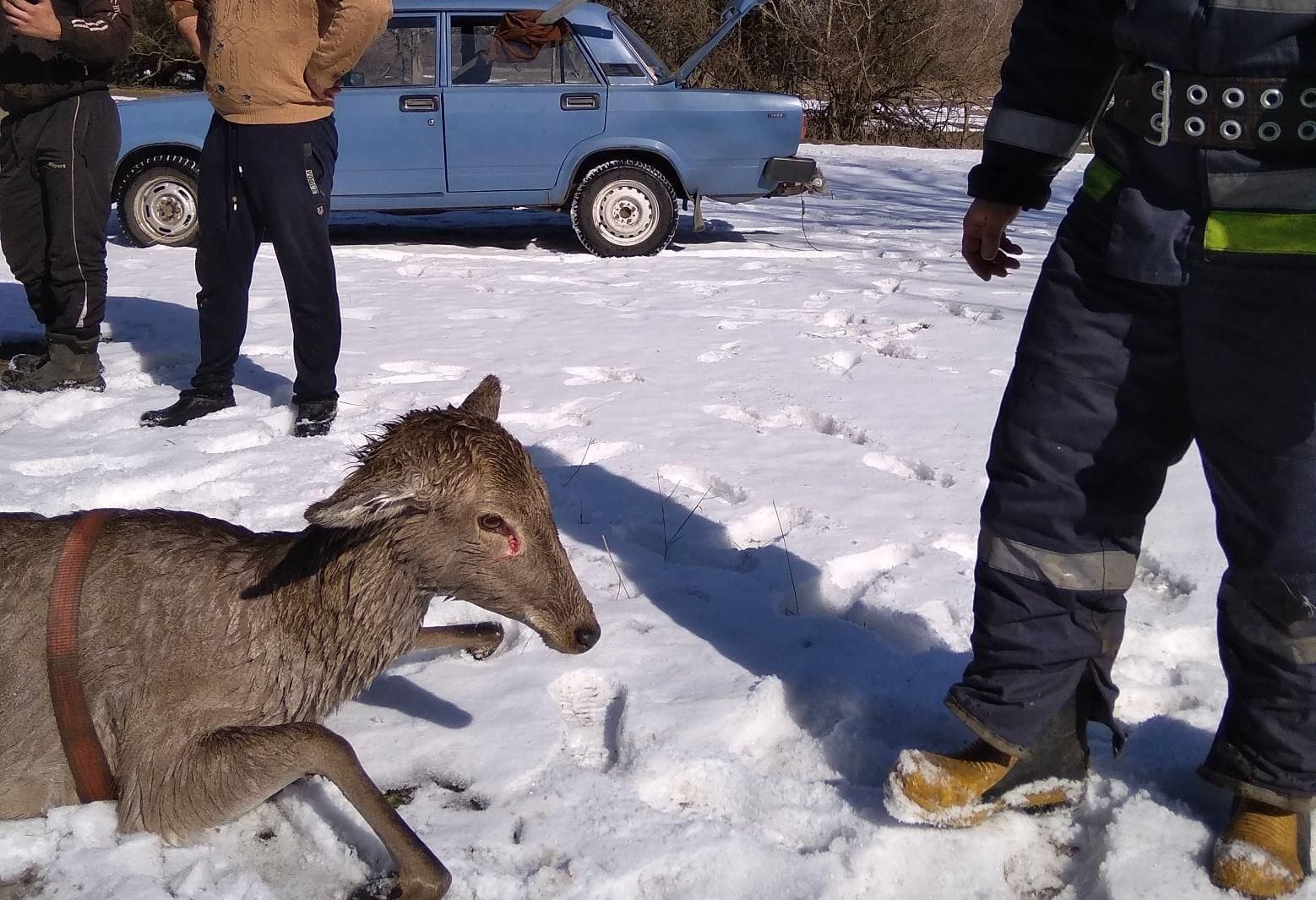 На Полтавщині врятували оленят, які провалилися під лід