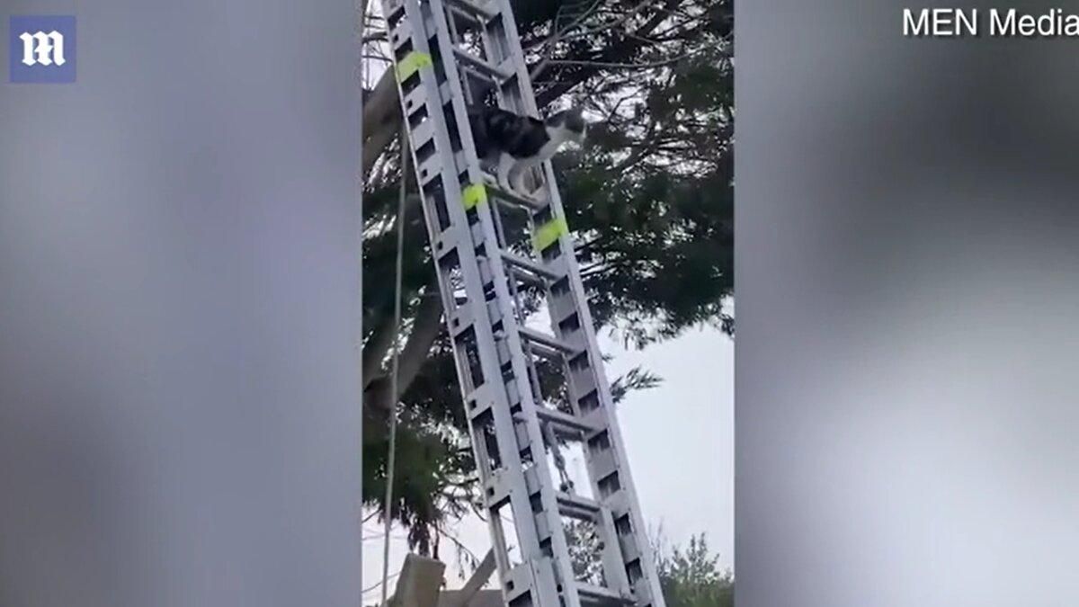 Пожежники приїхали на допомогу кішці, а вона спустилася сходами сама