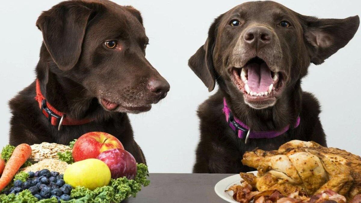 Які продукти не можна давати собакам: 7 прикладів