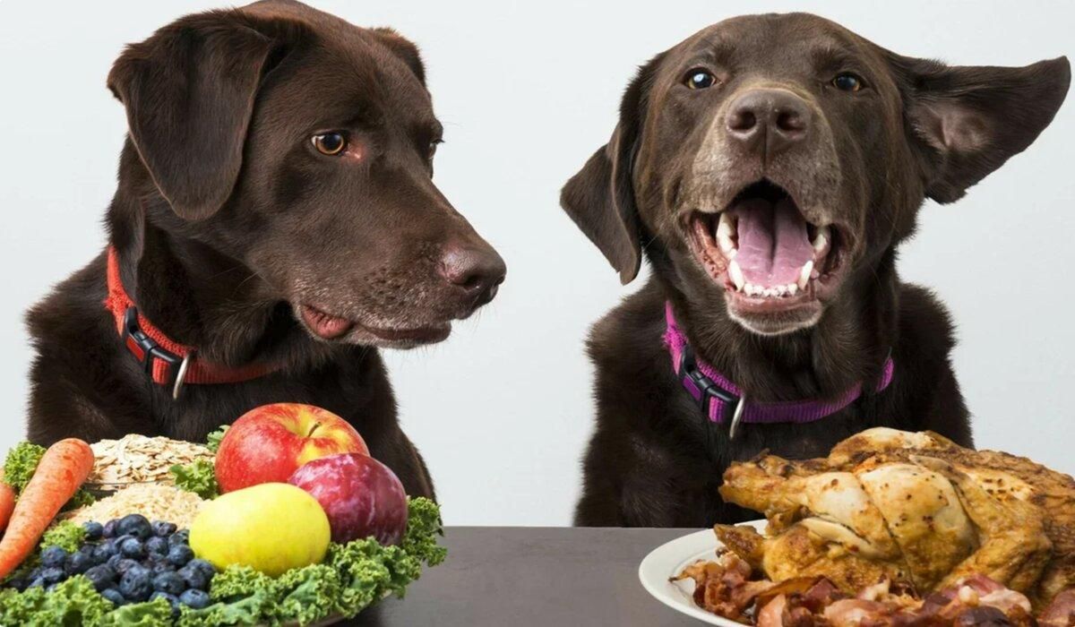 Какие продукты нельзя давать собакам: 7 примеров