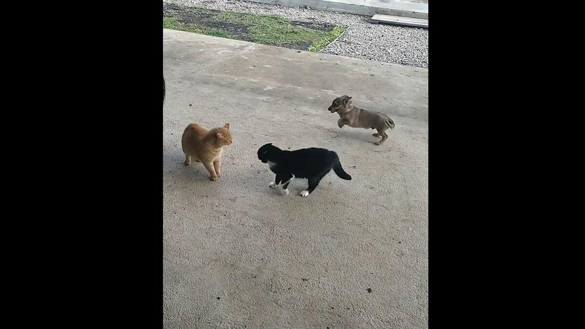 Щенок помешал котам подраться: смешное видео