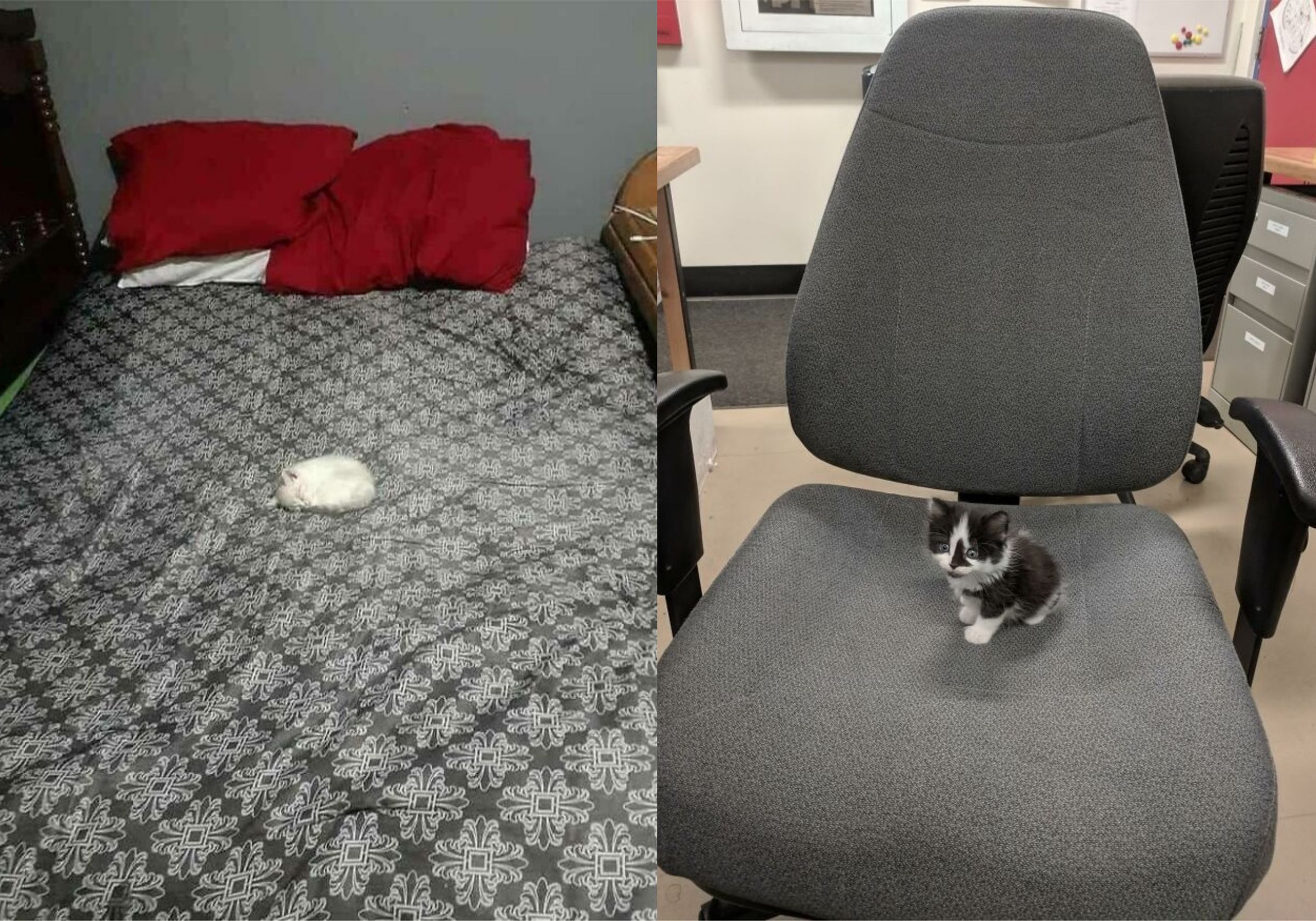 Кумедні фото маленьких кошенят: добірка Кумедні фото маленьких кошенят: добірка