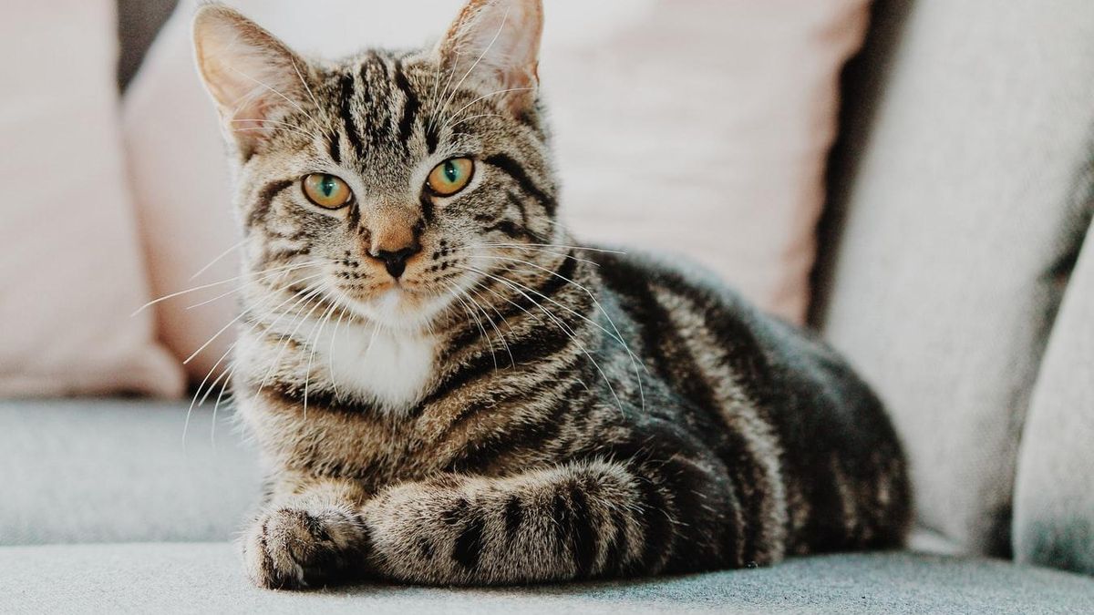 8 науково доведених причин завести кішку