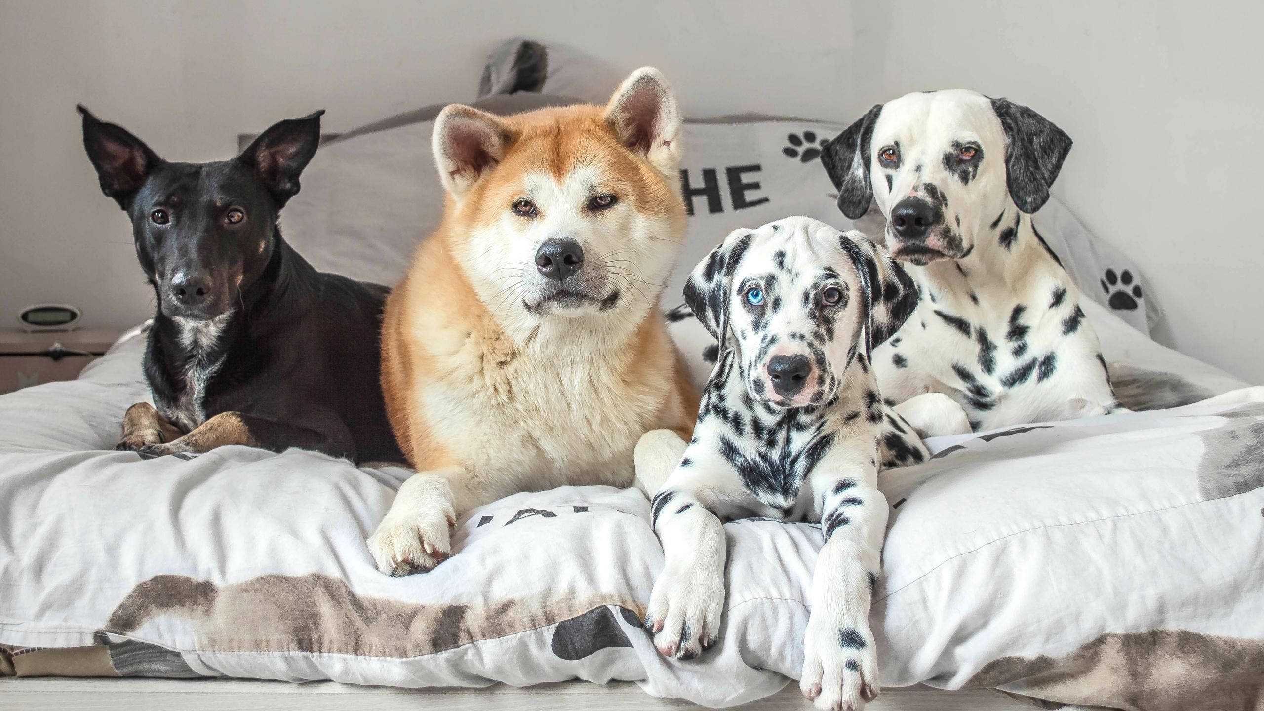 Собаки й коти сплять на ліжку господарів: кумедні фото