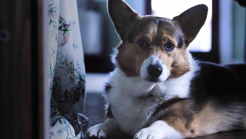 Улюбленці королеви й не тільки: 6 цікавих фактів про собак породи коргі