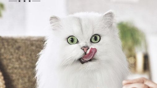 Ідеальне меню для кота-гурмана: де взяти різноманіття текстур та смаків