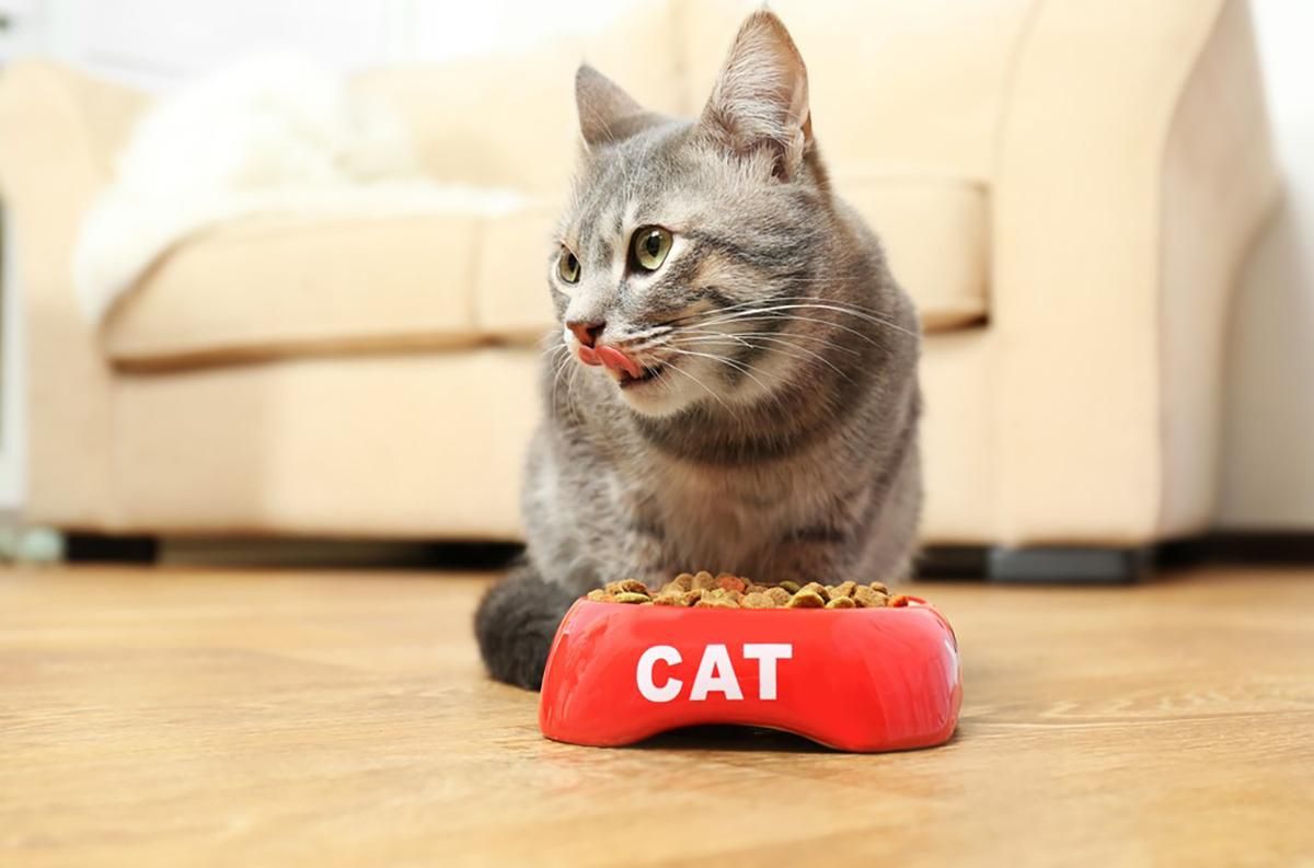Чому коти перестають їсти, коли видно дно миски