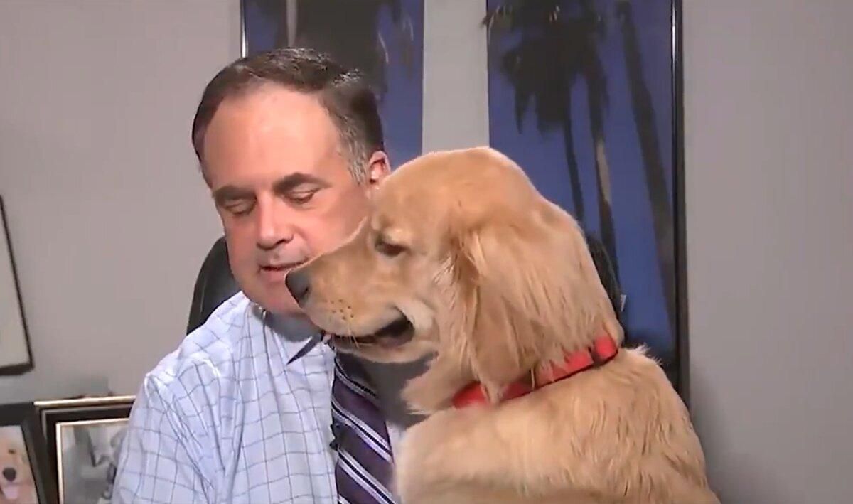 Найкращі собаки 2020: зворушливе відео Найкращі собаки 2020: зворушливе відео