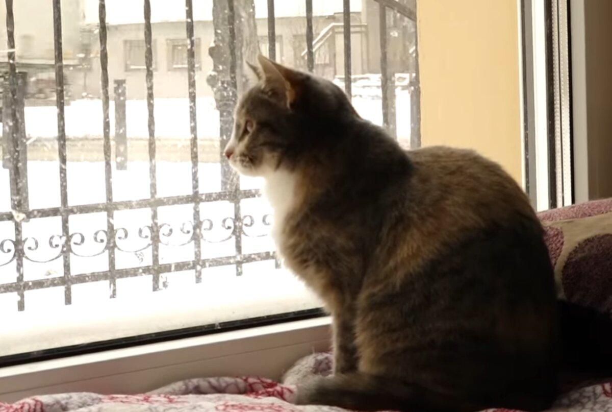 Притулок для котів в Івано-Франківську: як виглядає котячий рай