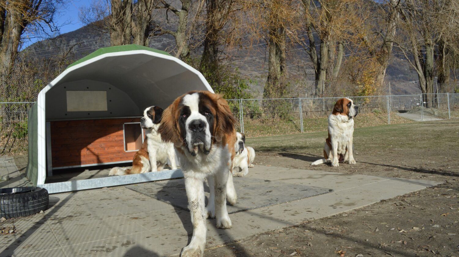 Музеи собак в мире Музеи собак в мире