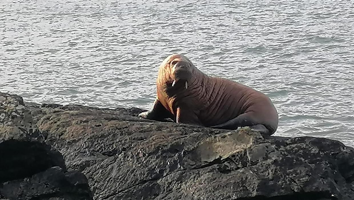 В Ірландії вперше побачили моржа: як він там опинився