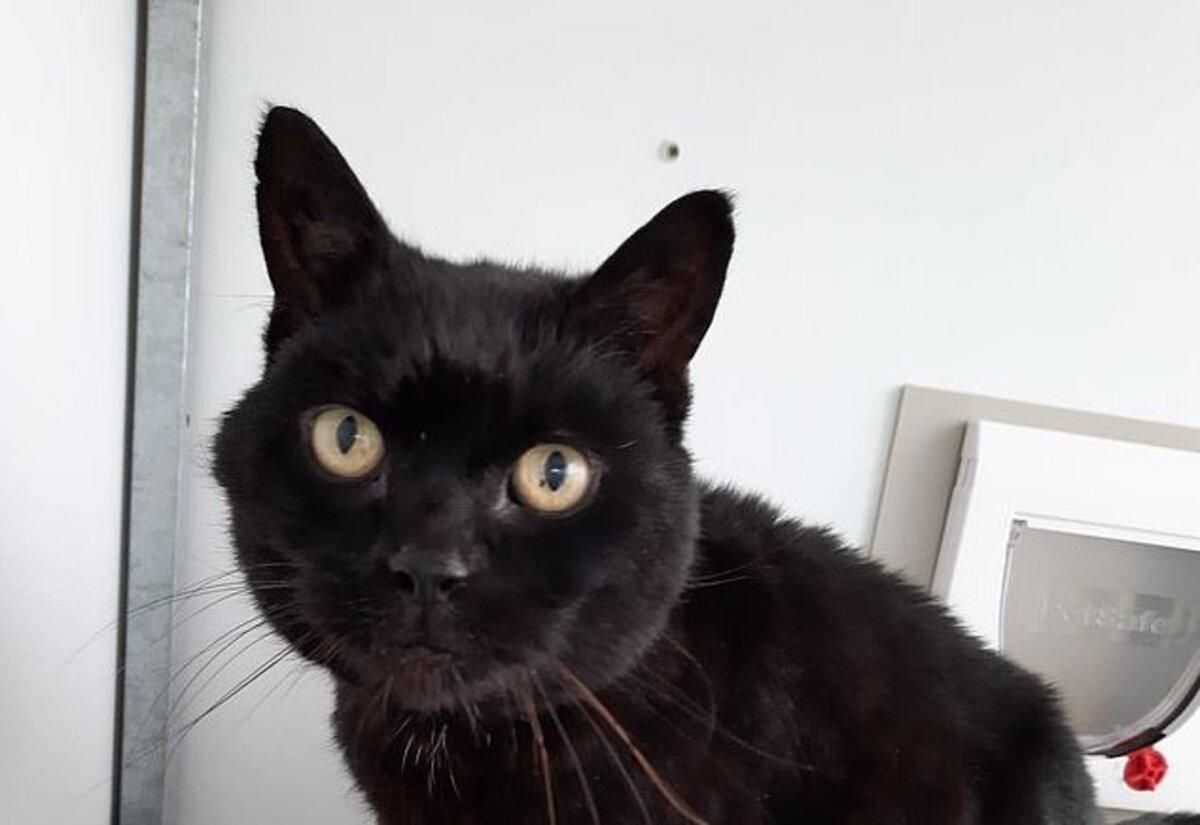 Загубленого кота знайшли через 13 років: неймовірна історія Загубленого кота знайшли через 13 років: неймовірна історія