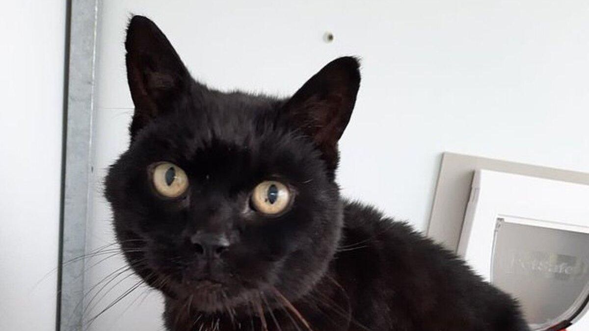 Загубленого кота знайшли через 13 років: неймовірна історія