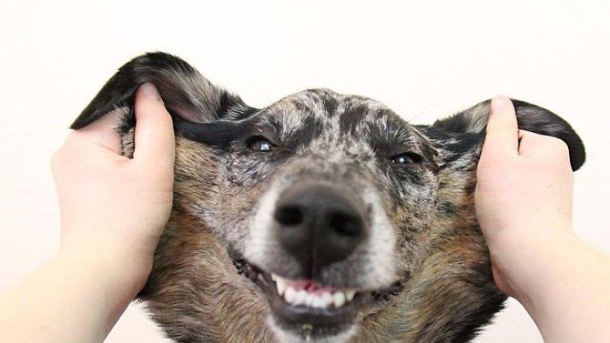 Кумедні фото собак, у яких від природи багато зайвої шкіри