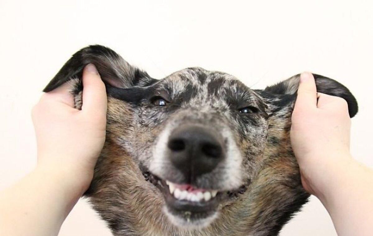 Забавные фото собак, у которых от природы много лишней кожи