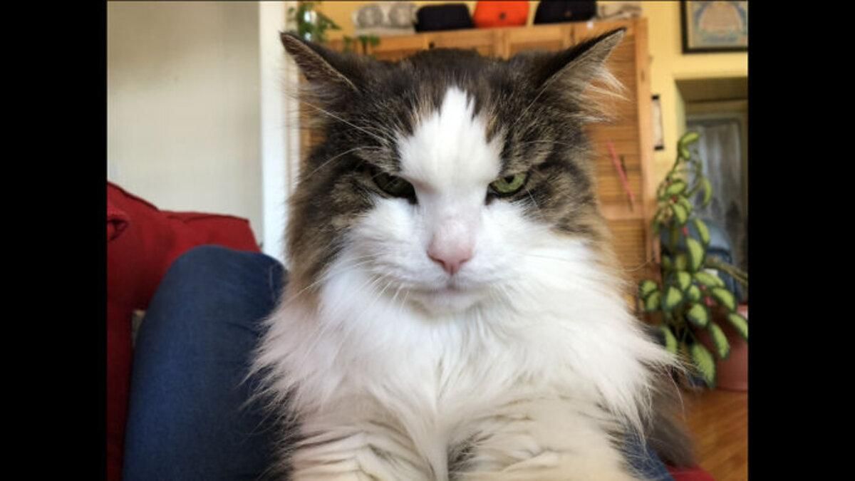 Сердитые кошки: курьезные фото разъяренных животных Сердитые кошки: курьезные фото разъяренных животных