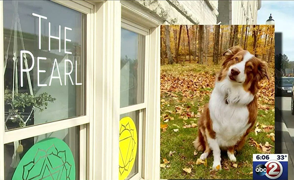 Собака угнала автомобиль и въехала в дом: как ей это удалось Собака угнала автомобиль и въехала в дом: как ей это удалось