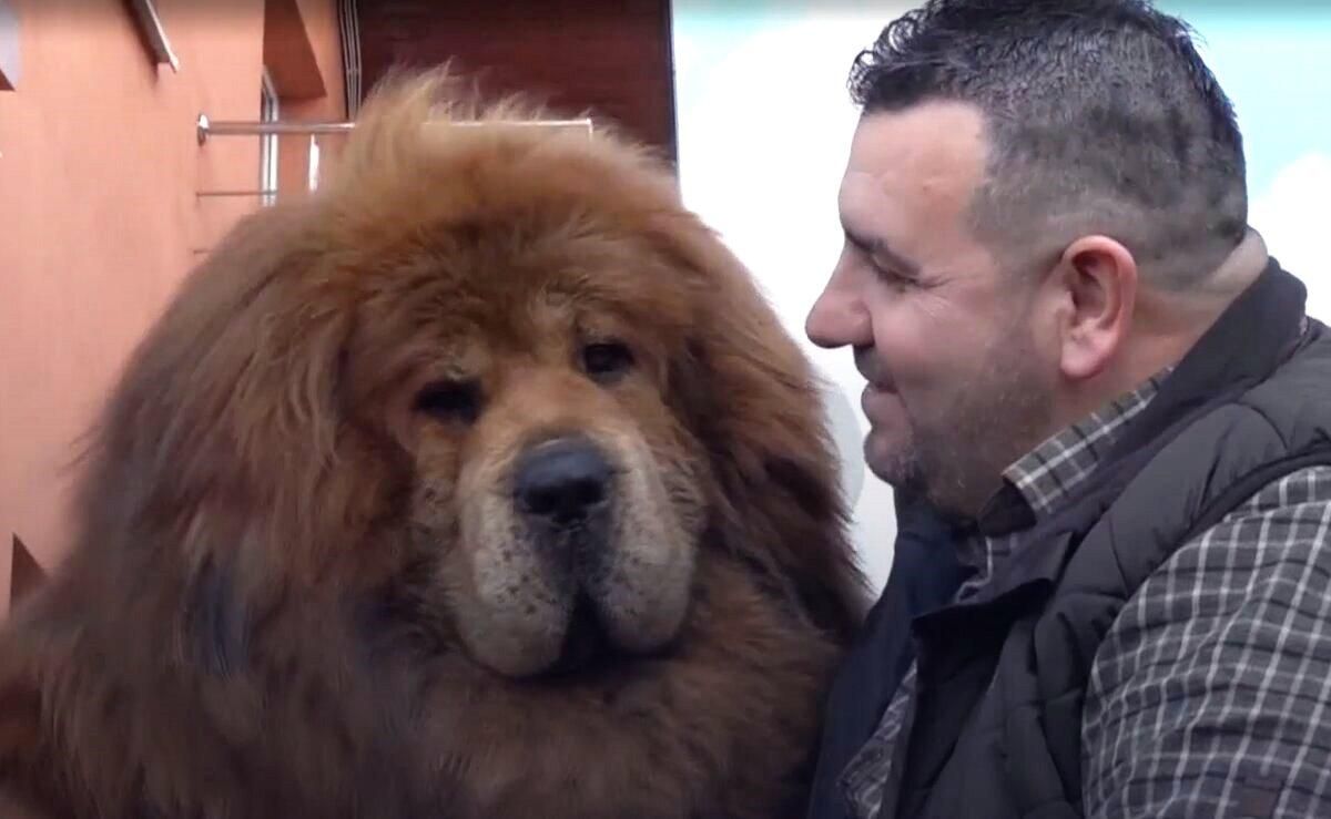 Собака-лев: где живет самый красивый в мире тибетский мастиф Собака-лев: где живет самый красивый в мире тибетский мастиф