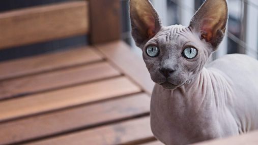 Кот по цене квартиры: сколько стоят самые дорогие породы кошек в мире