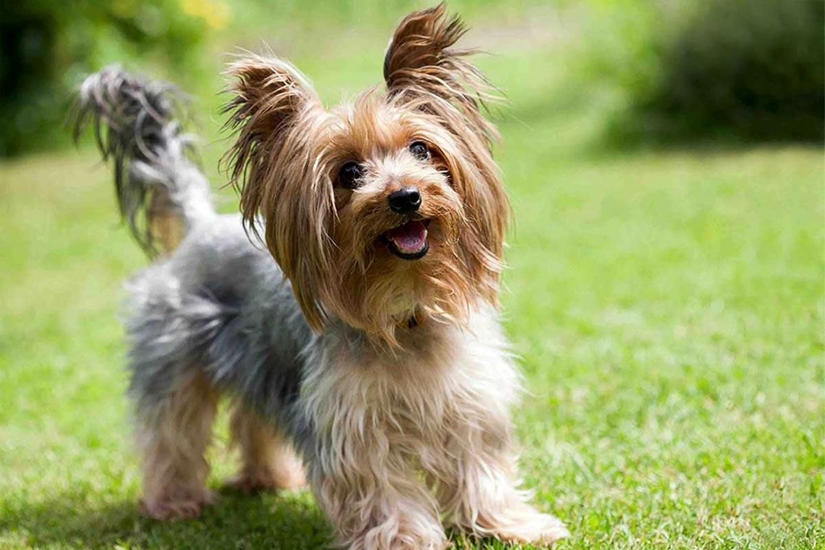 У США пес, якого вкрали з подвір'я, повернувся додому через 13 років