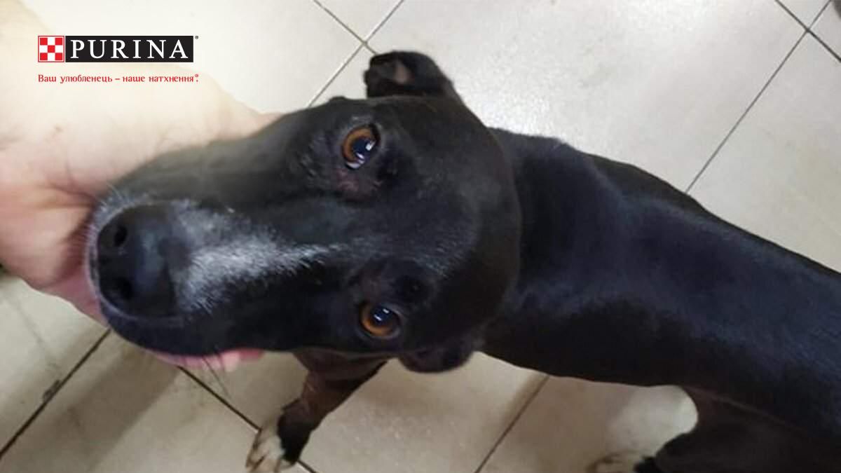 Бездомный пес пришел в клинику, чтобы врачи спасли его Бездомный пес пришел в клинику, чтобы врачи спасли его